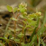 Radiola linoides Vivejo