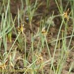 Carex microglochin ശീലം