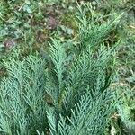 × Hesperotropsis leylandii Leaf