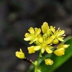 Rorippa pyrenaica Flower
