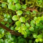 Gaultheria hispidula Blatt