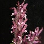 Pedicularis gracilis Yeri