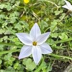 Ipheion uniflorum Flor