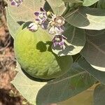 Calotropis procera Frukt