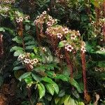 Strophanthus preussii Flor