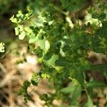 Euphorbia stricta Habit