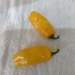 Capsicum chinense Fruit