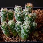 Escobaria minima Otro