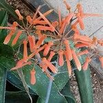 Aloe somaliensis Flower