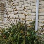 Phormium tenaxЦвят