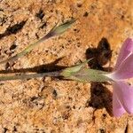 Dianthus gyspergerae ফুল