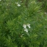 Teucrium cubense Plante entière