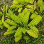 Primula japonica Leaf