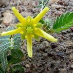 Tribulus terrestris Кветка