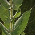 Helianthus mollis Кора