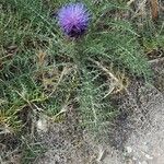 Cynara humilis Habit