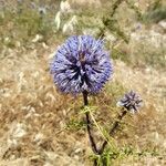 Echinops spinosissimusFlower