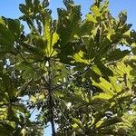 Cecropia schreberiana Hoja