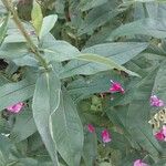 Phlox paniculata Blad