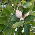 Sophora secundiflora Frucht