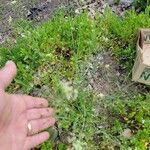 Capsella bursa-pastoris 葉