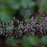 Eragrostis tenella Floro