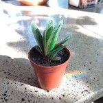 Gasteria carinata Leaf