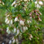 Vaccinium myrsinites Flower