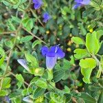 Barleria ventricosa Leaf