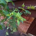 Euphorbia lathyris Blatt