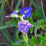 Veronica fruticans Fleur