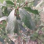 Acokanthera oppositifolia Leaf