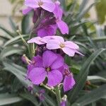 Erysimum linifolium Flower