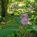 Impatiens glandulifera花