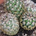 Mammillaria microhelia Yaprak