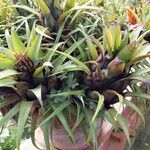 Aechmea recurvata Folha