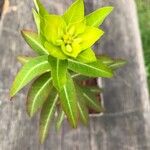 Euphorbia wallichii Blatt