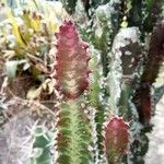 Euphorbia trigona Liść