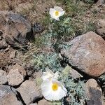 Argemone pleiacantha Flor
