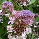 Hydrangea aspera Flower