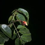 Ormosia melanocarpa Fruto