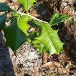 Ilex opaca Leaf