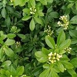 Schrebera alata Hoja