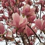 Magnolia × soulangeana Květ
