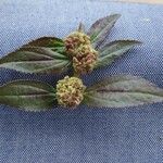 Euphorbia hirta Gyümölcs