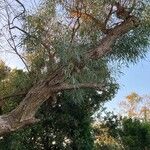 Eucalyptus viminalis Кора