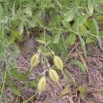 Baptisia bracteata Fruit