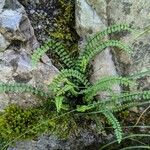 Asplenium trichomanes Hábitos