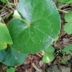 Asarum europaeum Leaf