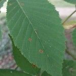 Aesculus turbinata Leaf